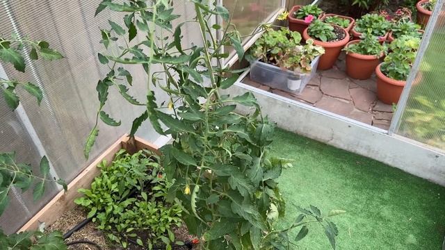 ЧЕМ СЕЙЧАС ПОДКОРМИТЬ ТОМАТЫ. Сорт томата, который завязал каждую кисть смотреть онлайн