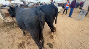 ХОРАЗМ МОЛ БОЗОРИ  18-ОКТАБРЬ 2023  БОГОТ МОЛ БОЗОРИ