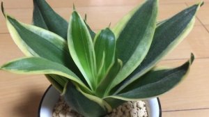 #Sanseveria Honey Bunny Dwarf Snake Plant #Short