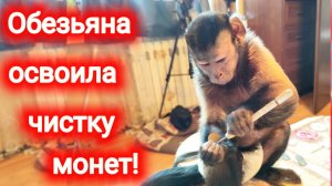 Скопированные навыки домашнего капуцина. Что это?