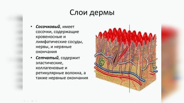 Кашенов М Е. Дактилоскопия: история развития и основные этапы становления.