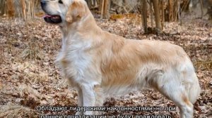 Ховаварт (порода собак): описание породы, отличия
