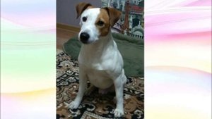 Дистанционная выставка «Наши верные друзья»