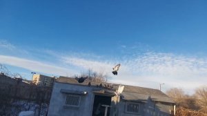 Голуби Магнитогорска