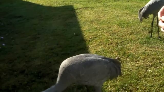 Кормление "танцующих журавлей" смотреть онлайн