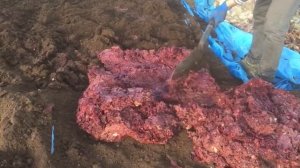 Как правильно переработать овощные отходы. Разведение червей на овощах.