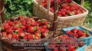 Сбор урожая клубники