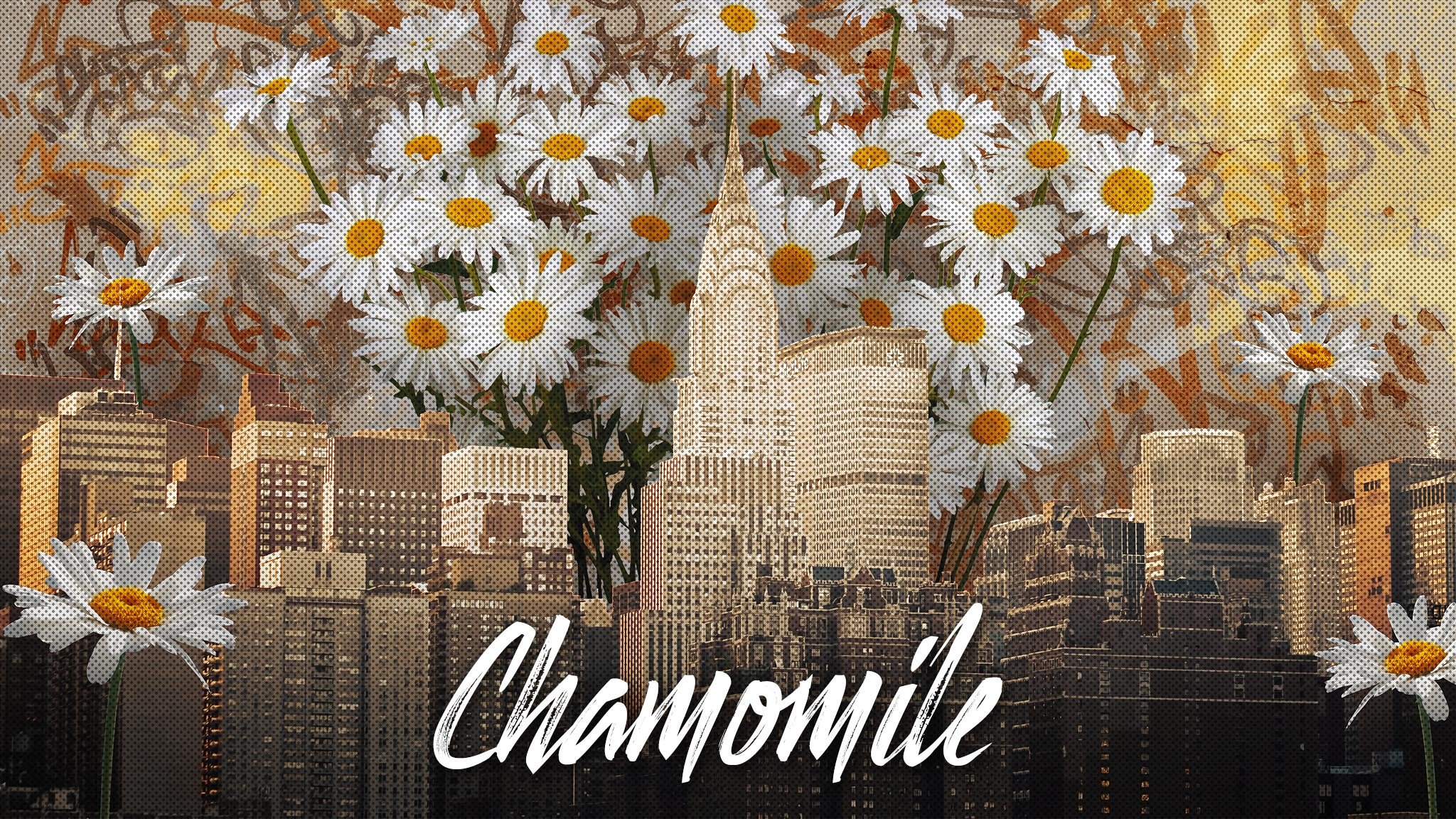 Картина - Ромашки в Нью Йорке | Chamomile in New York