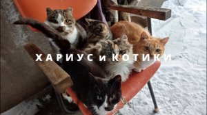 Хариус и котики. Видео с осенней рыбалки 2020 года..mp4