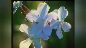 БЕСЫ ТЩЕСЛАВИЯ - ПРОРОКИ ВО СНАХ. Св. ИОАНН ЛЕСТВИЧНИК