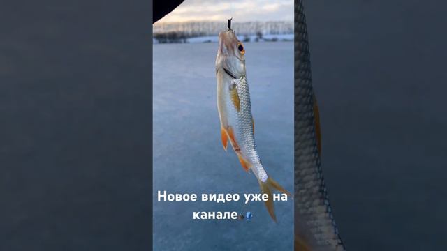 ПЕРВЫЙ ЛЕД🎣Ловля СОРОГИ и ОКУНЯ 13.11.23 #рыбалканаалтае #youtube #рыбалка #зимняярыбалка