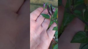 Перец острый декоративный Гирлянда, расщепления