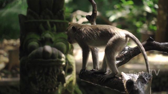 ИЗУЧАЕМ ЖИВОТНЫХ | ЗВУКИ ЖИВОТНЫХ | В МИРЕ ЖИВОТНЫХ | ЖИВЫЕ ВИДЕО смотреть онлайн