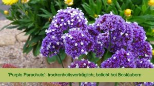 Kientzler Neuheiten für 2021 - Besonderheiten mit aufrechtem Wuchs:  Gomphrena, Limonium & Co.