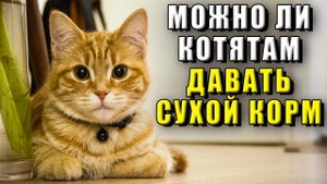 Можно ли котятам давать сухой корм?