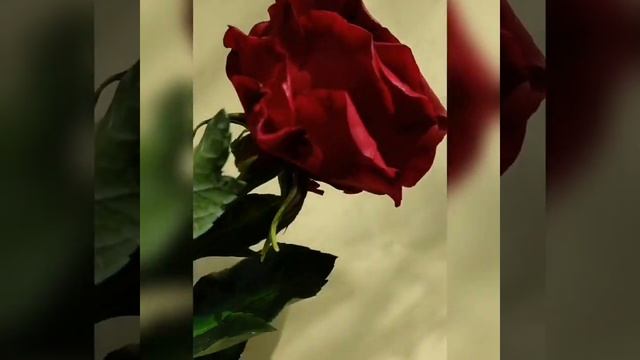 #роза # ручнаяработа Бордовая роза из самозастывающей глины
