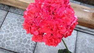 #479. Пик цветения ИВ Вдохновение,ИВ Муза!