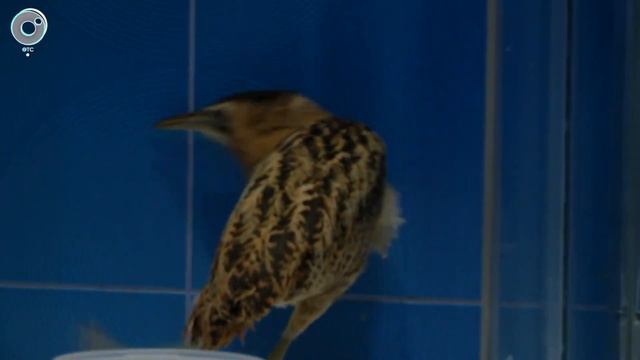 Поставил ЭТУ МОРМЫШКУ и сорога сошла с ума! Ловля плотвы на безмотылку. Накормили голодную ВЫПЬ смотреть онлайн