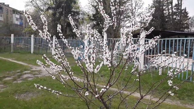 Харьков Весна Красота Птичьки поют Kharkov Spring Beauty Birds are singing смотреть онлайн