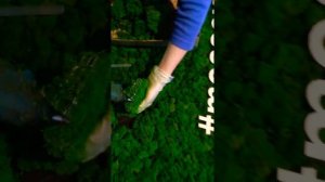 Как клеить мох