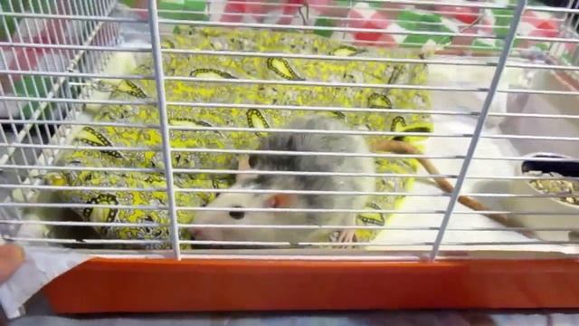Крыса хаски | Тося в "Ласке", или удаление ОМЖ! (Fancy Rats | Декоративные Крысы) смотреть онлайн