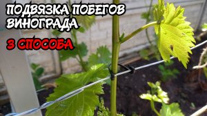 ПОДВЯЗКА ПОБЕГОВ винограда. 3 СПОСОБА.