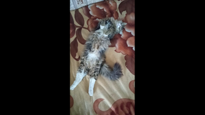 Кот Кузя любит спать на спине. .