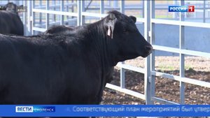 Где объявлен карантин по бруцеллезу в Смоленской области