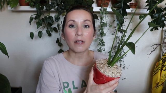 𝐏𝐋𝐀𝐍𝐓𝐄𝐑𝐈𝐍𝐀 𝐇𝐚𝐮𝐥 𝐔𝐩𝐝𝐚𝐭𝐞! 𝟑 𝐦𝐨𝐧𝐭𝐡𝐬 𝐥𝐚𝐭𝐞𝐫... смотреть онлайн