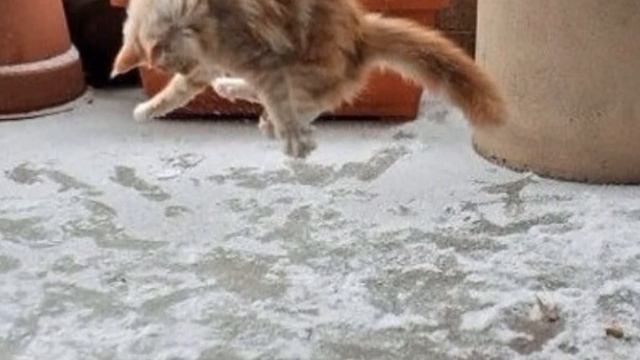 Кот и первый снег смотреть онлайн