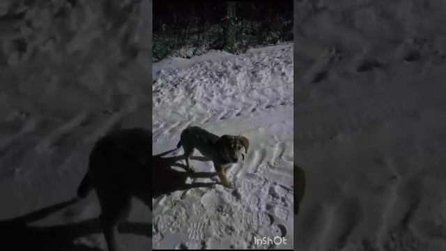 Первый снег для него-такая радость!!!❄❄❄🐶🌲❤💙💚 #братьянашименьшие #природакрасота