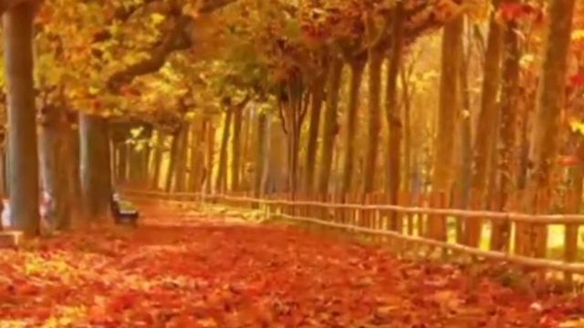 Занятие по развитию речи "Золотая осень" смотреть онлайн