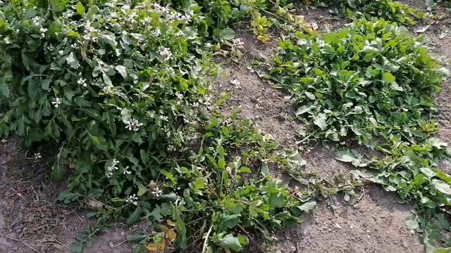 Собираю семена, копаю гладиолусы. Лук многоярусный. смотреть онлайн