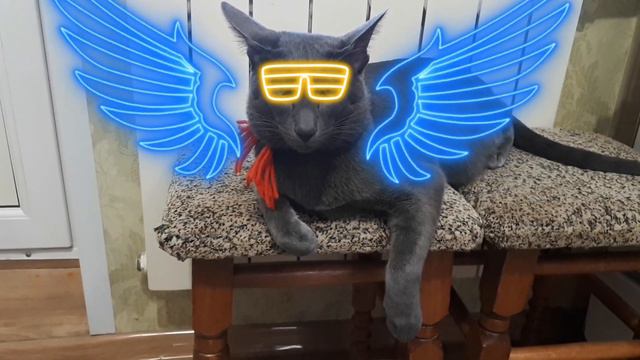 Крутой кот:)