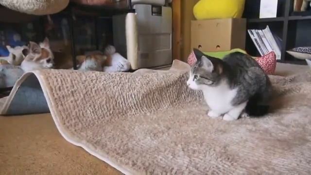 Даже кот танцует лучше чем ты смотреть онлайн