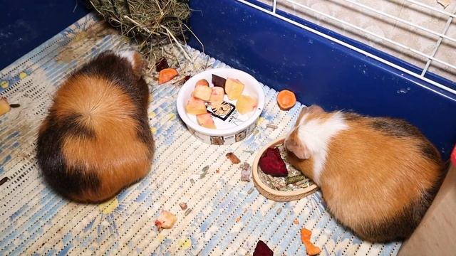 Морские свинки - уход и содержание. Как ухаживать за морскими свинками в домашних условиях