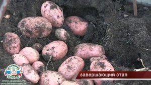 Выращивание картофеля в грядах-коробах