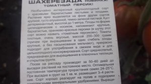 ТОМАТНЫЕ ПЕРСИКИ! СКАЗОЧНО КРАСИВЫЙ СОРТ ШАХЕРЕЗАДА. Ольга Чернова.