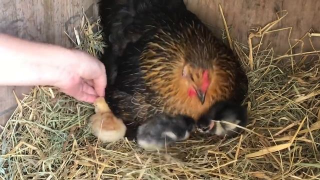 Вывод цыплят под квочками смотреть онлайн