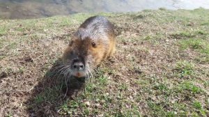 Нападение нутрий на человека)