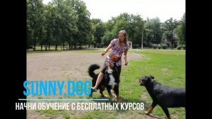 Дрессиовка.  Бернский Зенненхунд.  Пример хорошей дрессировки