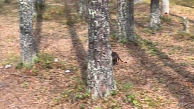 Мистика сказочного леса, такого в городе не увидишь! смотреть онлайн