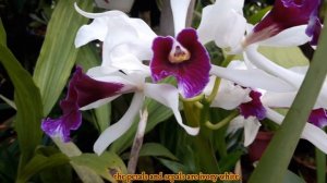 Cattleya Purpurata