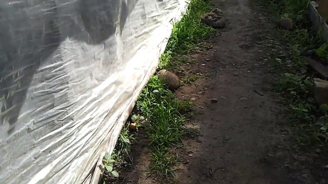 ОГУРЦЫ ГЕРМАН 10 ДНЕЙ ПОСЛЕ ВСХОДОВ 14 ИЮЛЯ смотреть онлайн