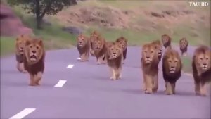 Нашид-санахуду