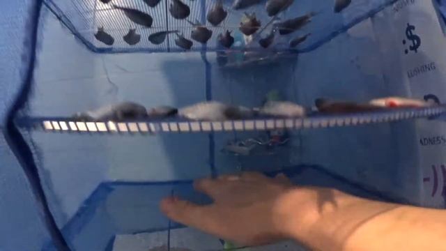 Как сушить рыбу зимой смотреть онлайн