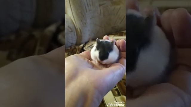 Как хомяк набивает щёки