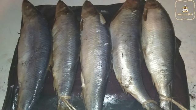 ?Как коптить селёдку? холодное копчение!!!How to smoke herring? cold smoked !!! смотреть онлайн