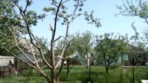 Моя прививка яблони Скифское Золото и Бени Шогун 2018