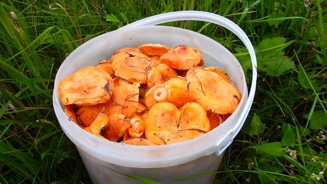 Пельмени из рыжиков  !  Пирог из  рыжиков ! Собираю рыжики !